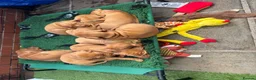 Hungarian Vizsla dogs for sale: Pedigree Hungarian Wirehaired Vizsla puppies - Advert 9
