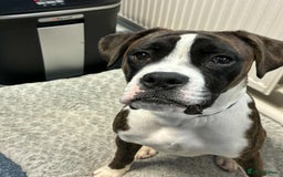Boxer dogs for sale: Young adult boxer male  - Image 2