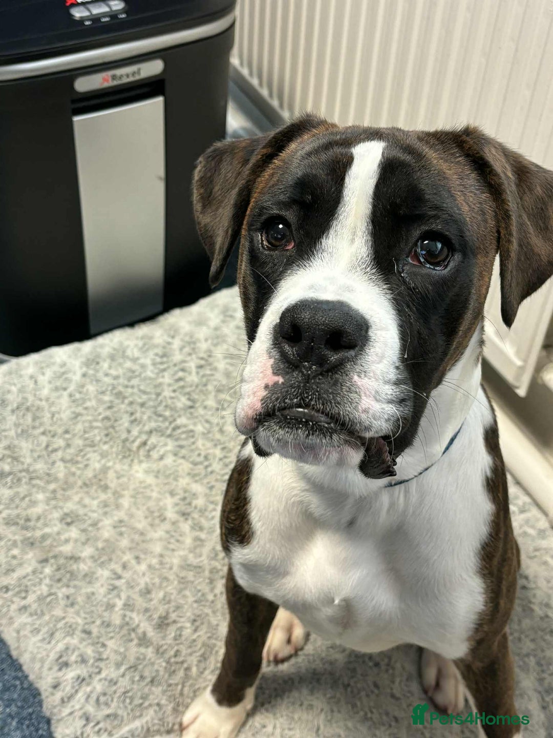 Boxer dogs for sale: Young adult boxer male  - Image 2