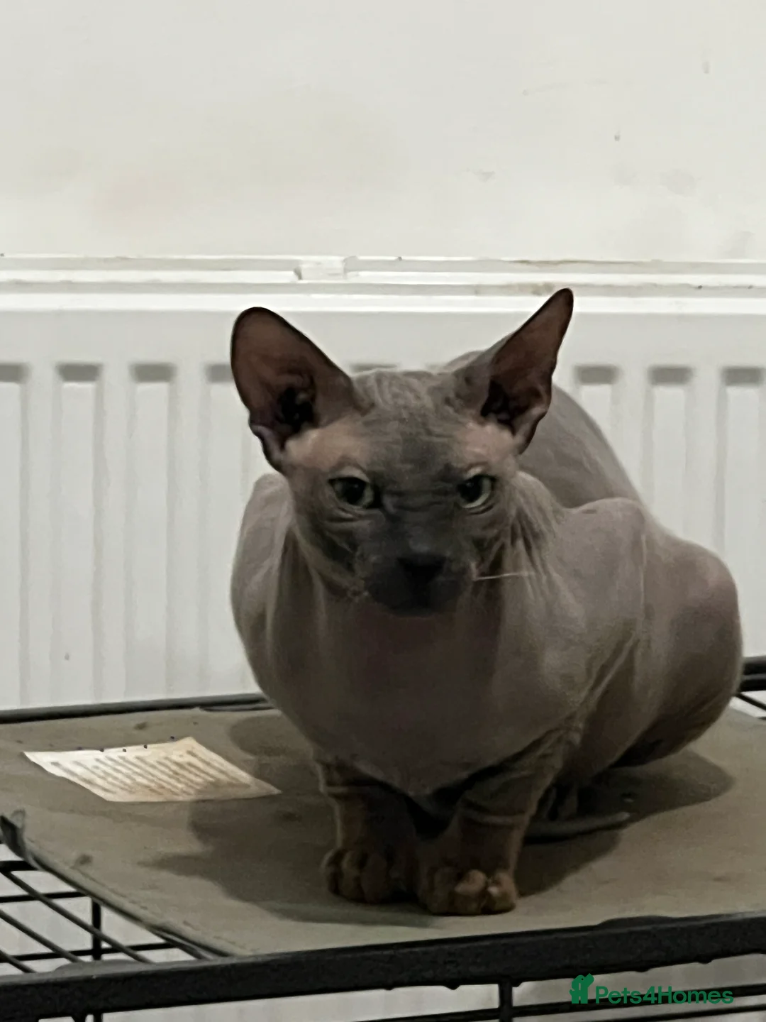 Egyptian Mau cats for sale: Sphynx £350 - Advert 4