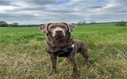 Labrador Retriever dogs for stud: Hugo The Silver Labrador - Image 1