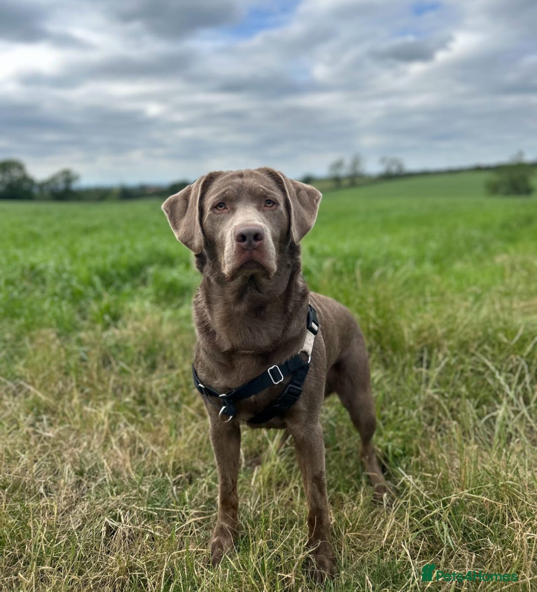 Labrador Retriever dogs for stud: Hugo The Silver Labrador - Image 1