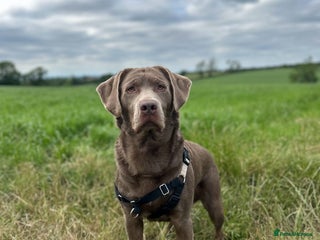 Labrador Retriever dogs for stud - Advert 1