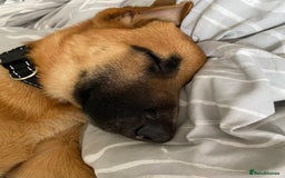 Mixed Breed dogs for sale: Tinkerbell the 18 week old German shepherd/mali - Image 3