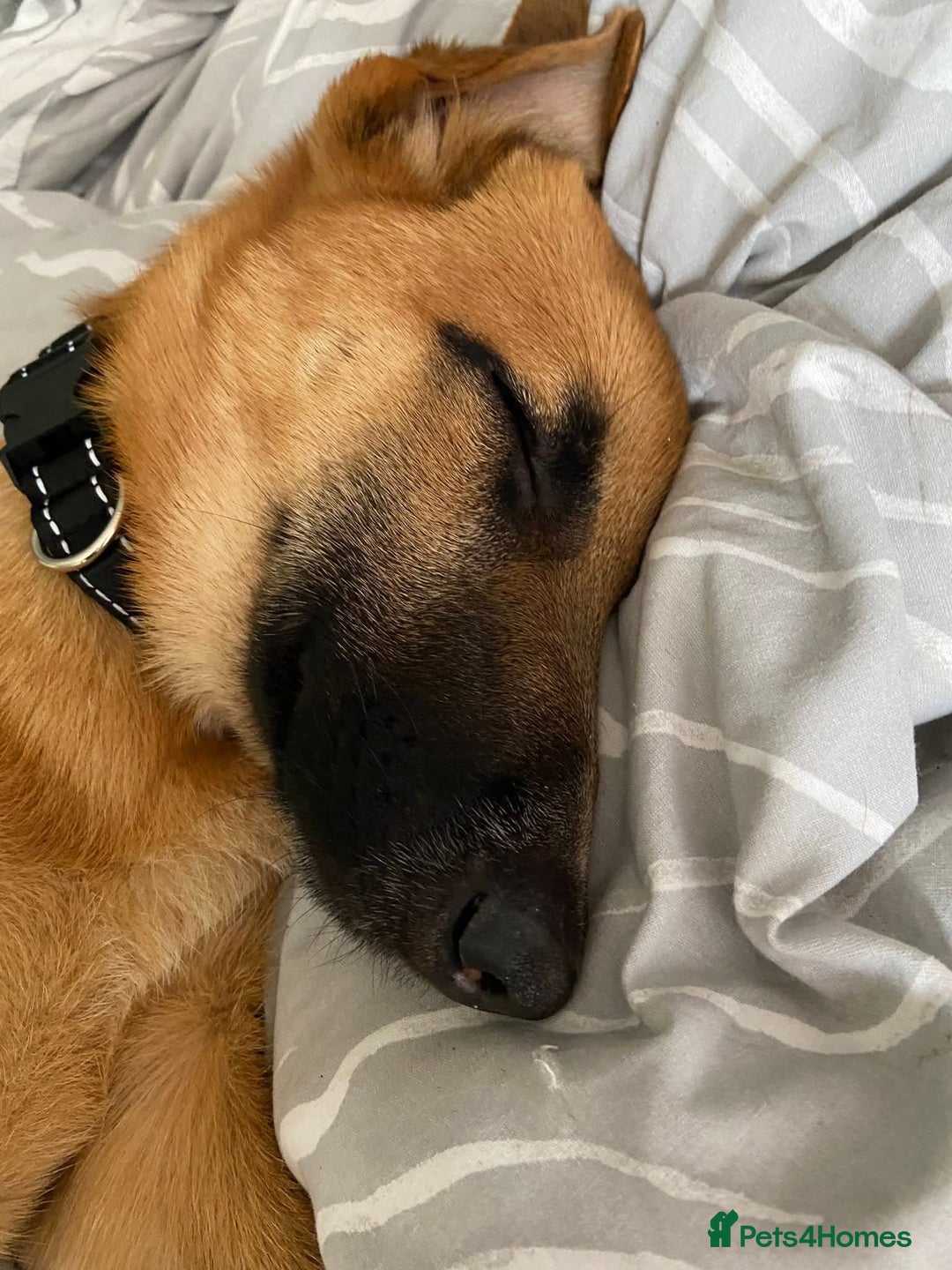 Mixed Breed dogs for sale: Tinkerbell the 18 week old German shepherd/mali - Image 3