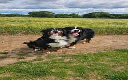 Bernese Mountain Dog dogs for sale: Gorgeous Bernese Mountain Dog Puppies Ready Soon - Image 17