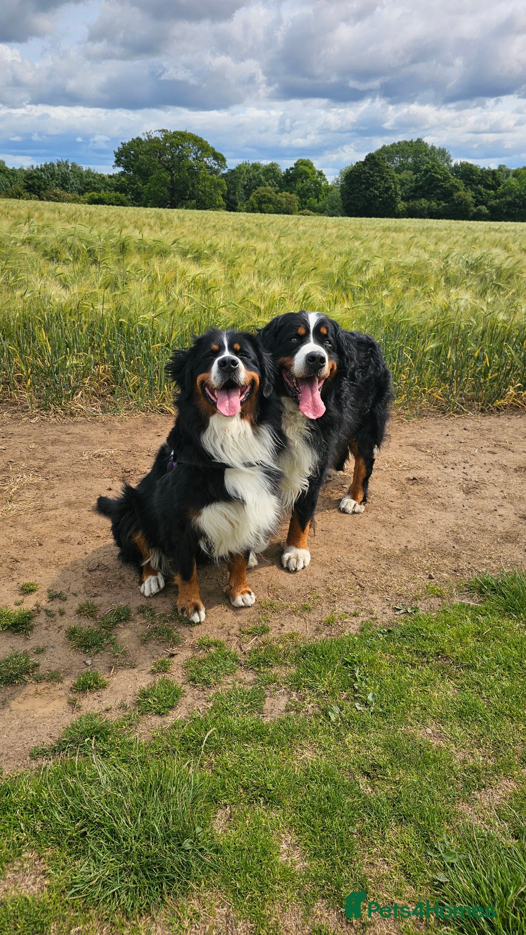 Bernese Mountain Dog dogs for sale: Gorgeous Bernese Mountain Dog Puppies Ready Soon - Image 17