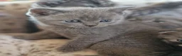 Scottish Fold cats for sale: Scottish fold & Straight Ears  - Advert 7