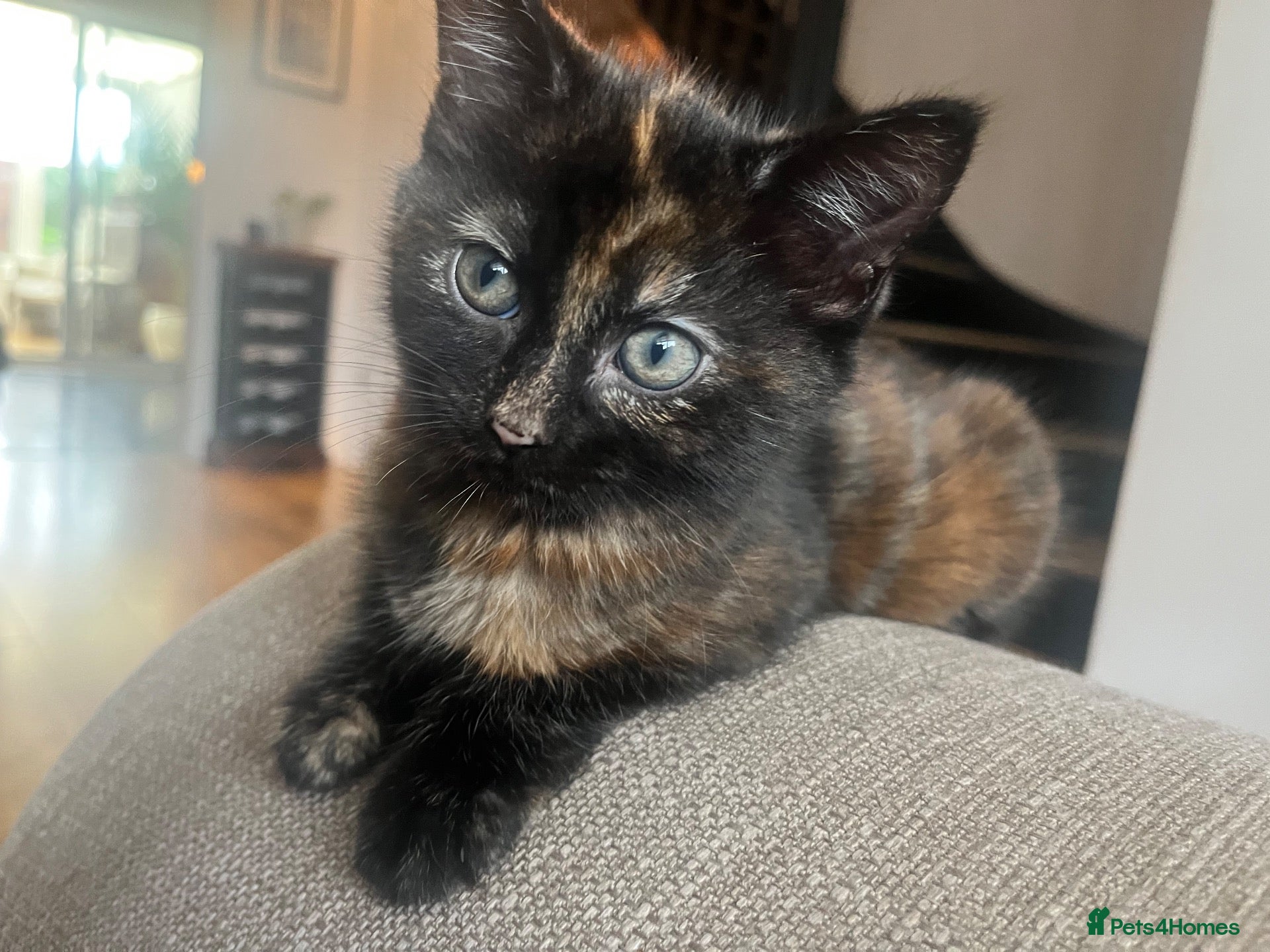 Mixed Breed cats Stunning Kittens Ready Soon - Hailsham - Advert 9