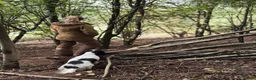 Cocker Spaniel dogs for sale: KC reg working cocker  in South Molton - Advert 8