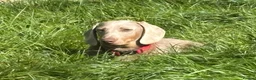 Dachshund dogs for sale: 9 month old Mini Smooth Dachshund boy - Advert 3