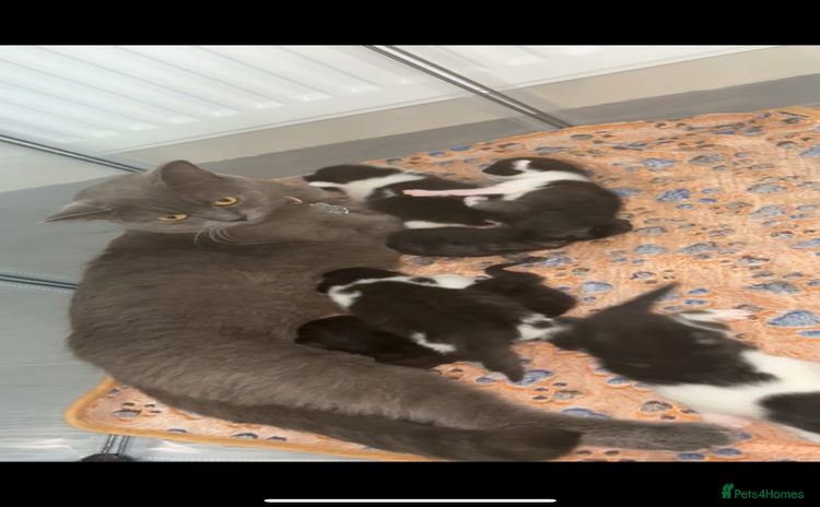 British Shorthair cats - Advert 13