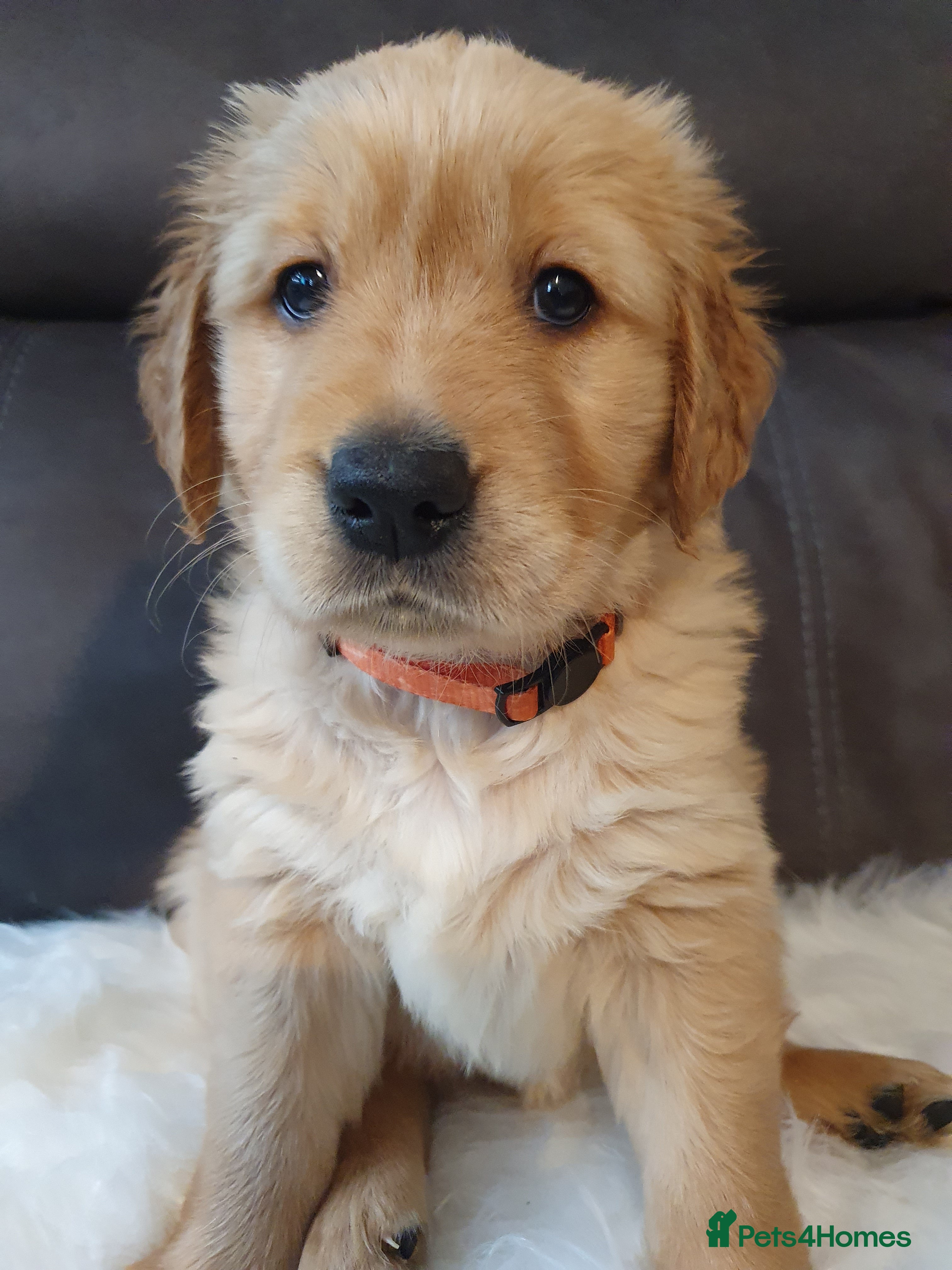 Golden Retriever dogs KC Registerd golden retriever puppies - Advert 1