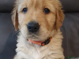 Golden Retriever dogs KC Registerd golden retriever puppies - Advert 1
