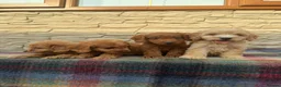 Cockapoo dogs for sale: F1 Cockapoos (council licensed breeder  - Advert 11