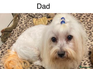 Malshi dogs Malshie - Advert 5