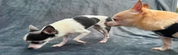 Chihuahua dogs for adoption: 💙ARMANI & 💙GUCCI – TWO HEARTS ONE BOND in Peterborough - Advert 13