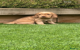 Cocker Spaniel dogs for sale: Quality English Show Cocker Spaniels (Serci Lines) - Image 10
