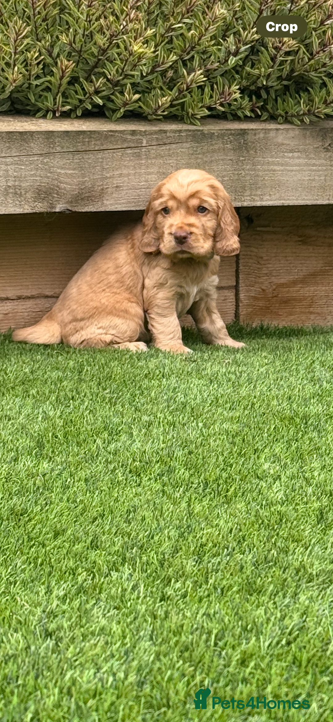 Cocker Spaniel dogs for sale: Quality English Show Cocker Spaniels (Serci Lines) - Image 10