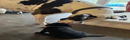 Labrador Retriever dogs for sale: Black Labrador Puppies VERY well socialised  - Advert 6
