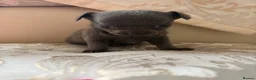 Chihuahua dogs for sale: Chihuahua puppies for sale - Advert 7