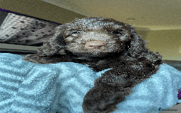 Cockapoo dogs for sale: Beautiful Thick coated Fluffy F1 Toy Cockapoo pups - Advert 11