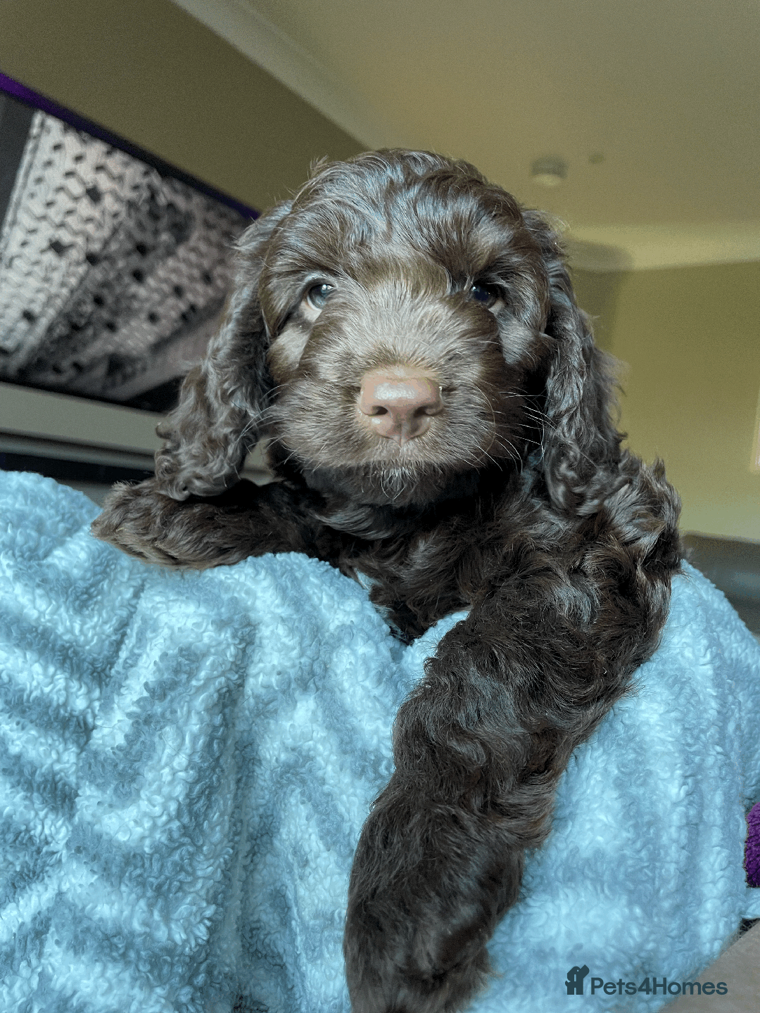 Cockapoo dogs for sale: Beautiful Thick coated Fluffy F1 Toy Cockapoo pups - Advert 11