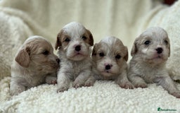 Cavachon dogs for sale: Beautiful Cavashon puppies  - Image 1