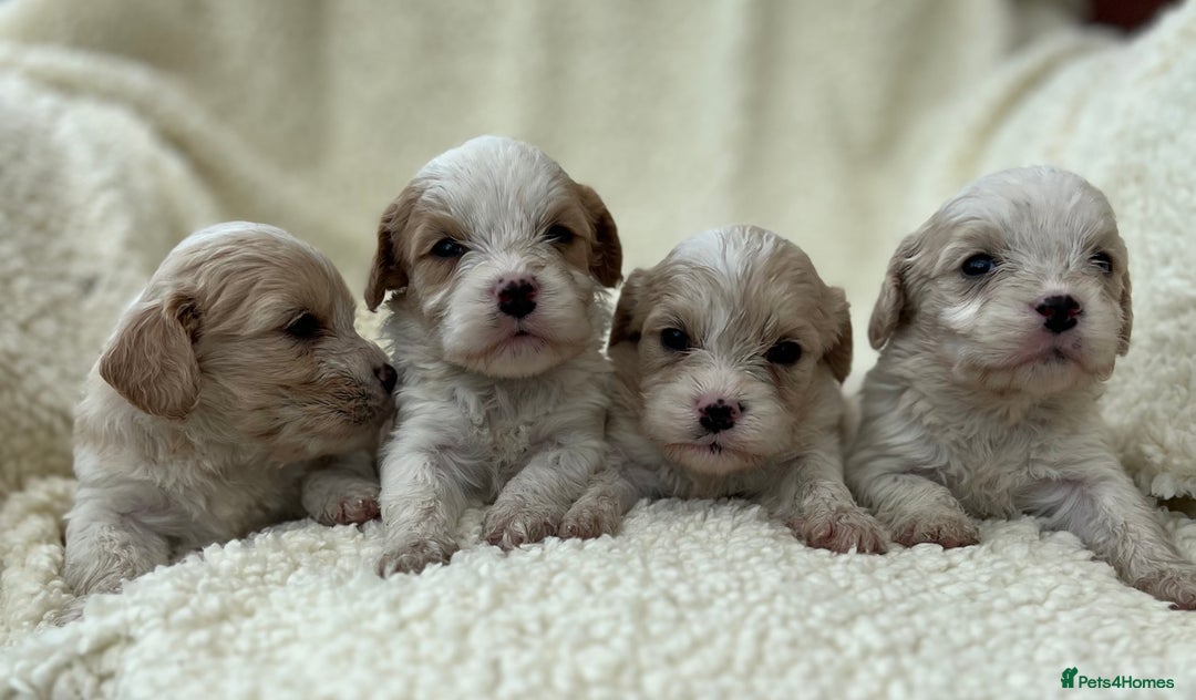 Cavachon dogs for sale: Beautiful Cavashon puppies  - Image 1