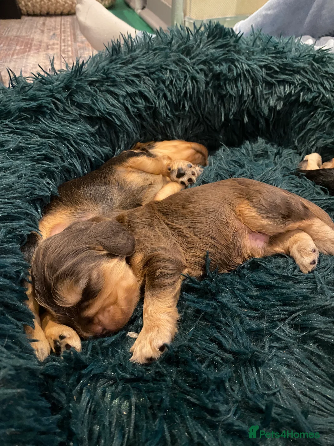 Cocker Spaniel dogs for sale: 4 gorgeous KC cocker spaniel puppies - Advert 8