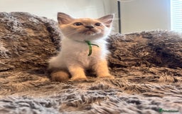 Ragdoll cats for sale: Gorgeous Pedigree Ragdolls  - Image 8