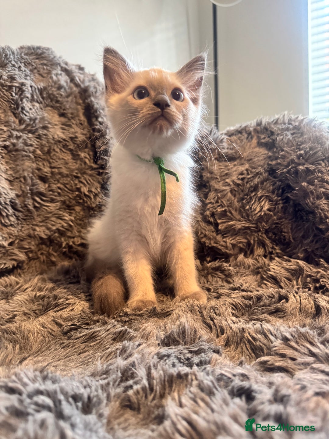 Ragdoll cats for sale: Gorgeous Pedigree Ragdolls  - Image 8