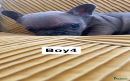 French Bulldog dogs for sale: Ready now!!! Rainbow litter - Image 10