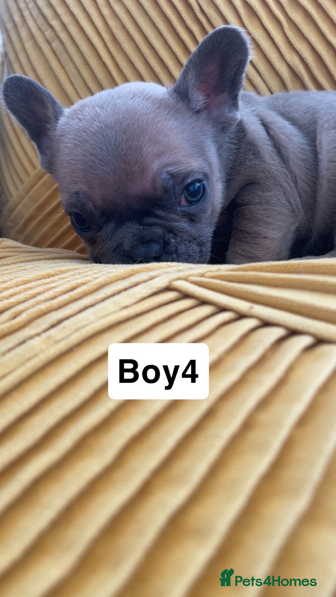 French Bulldog dogs for sale: Ready now!!! Rainbow litter - Image 10