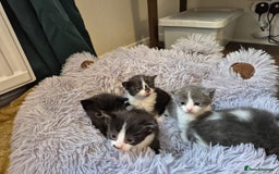 Ragdoll cats for sale: Ragdoll X Kittens  - Image 16