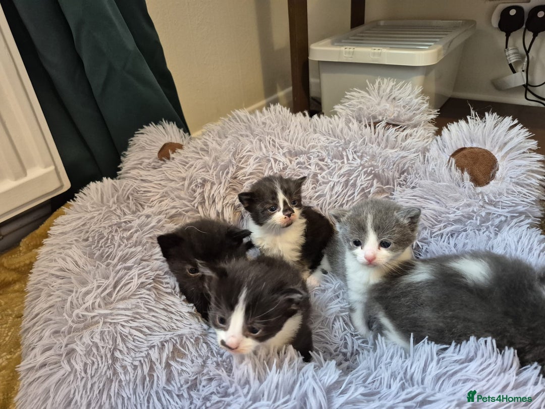 Ragdoll cats for sale: Ragdoll X Kittens  - Image 16