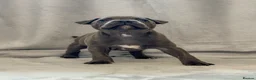 Staffordshire Bull Terrier dogs for sale: Stunning Staffordshire Bull Terriers! - Advert 21