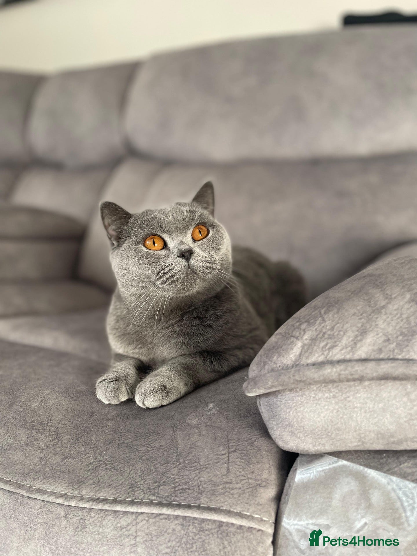 British Shorthair cats British short hair BSH kittens for sale - Advert 1