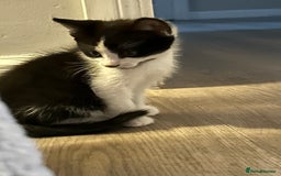 Mixed Breed cats for sale: 2 beautiful loving boys ready for new homes - Image 3