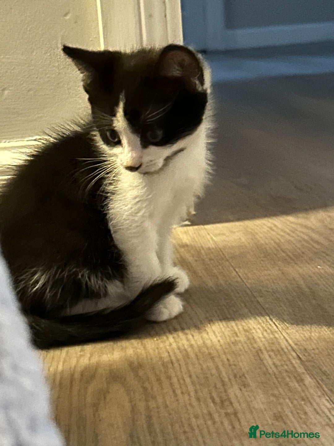 Mixed Breed cats for sale: 2 beautiful loving boys ready for new homes - Image 3