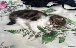 British Longhair cats for sale: Ready Now!! Beautiful BLH Kittens 💜🐾 - Image 9