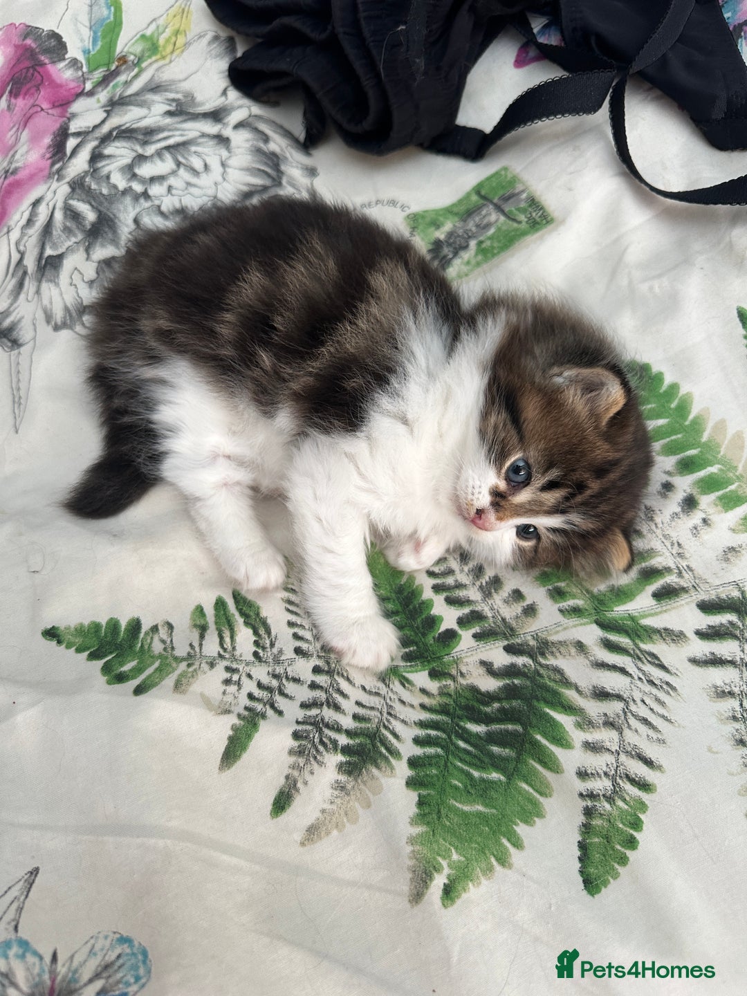 British Longhair cats for sale: Ready Now!! Beautiful BLH Kittens 💜🐾 - Image 9