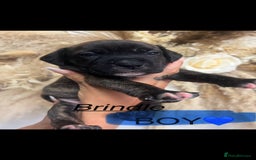 Mixed Breed dogs for sale: 🏡 Staff x American Bulldog Puppies  - Image 6