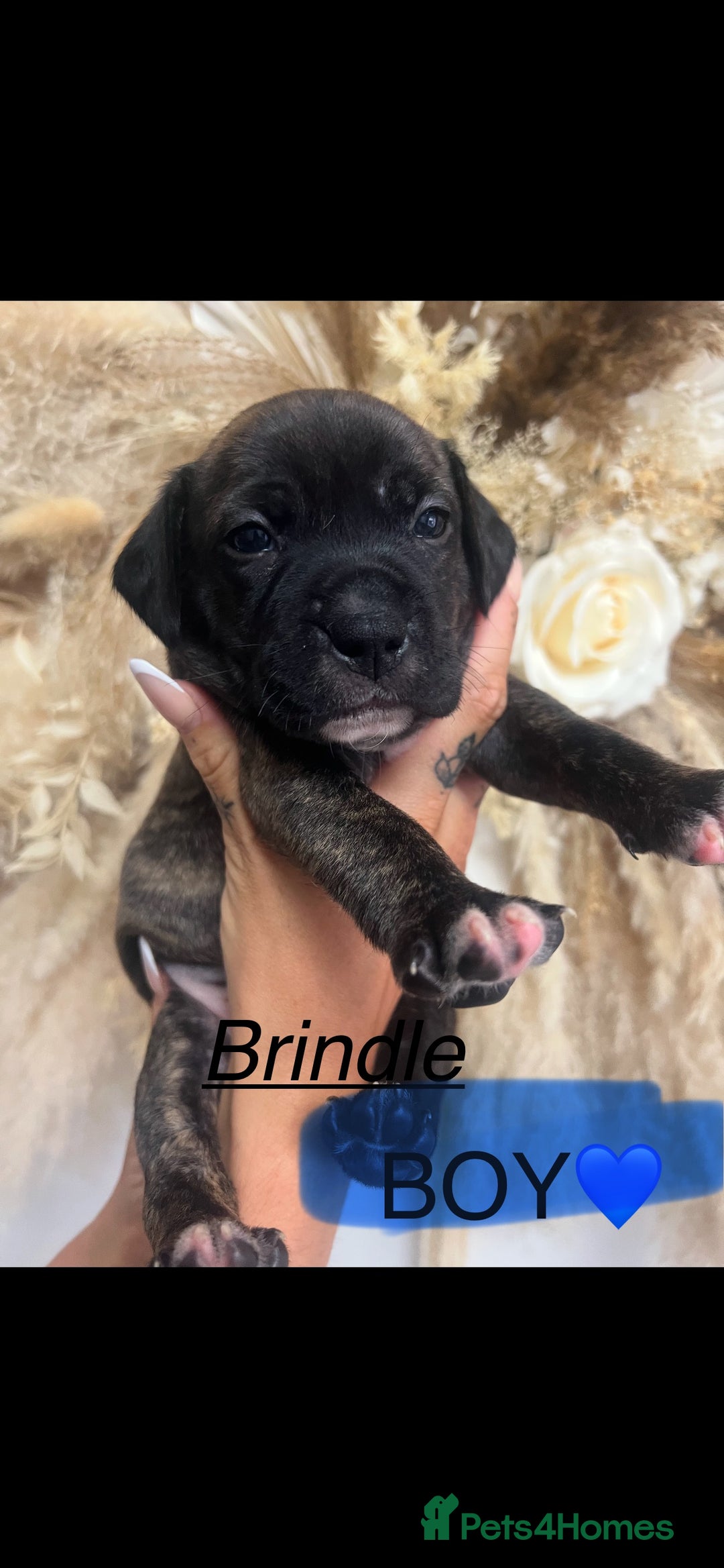 Mixed Breed dogs for sale: 🏡 Staff x American Bulldog Puppies  - Image 6