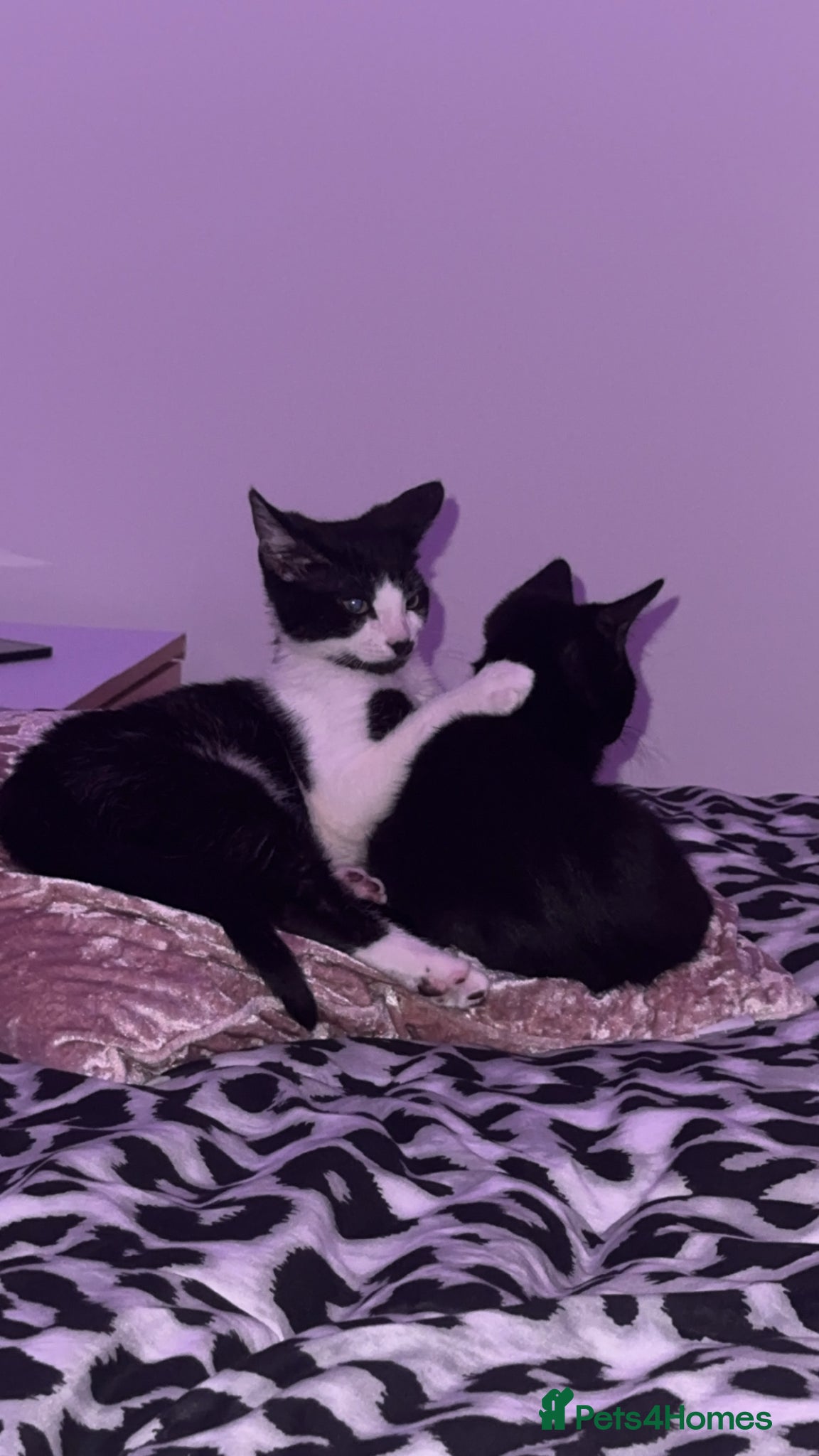 Mixed Breed cats 2 male kittens  - Advert 1