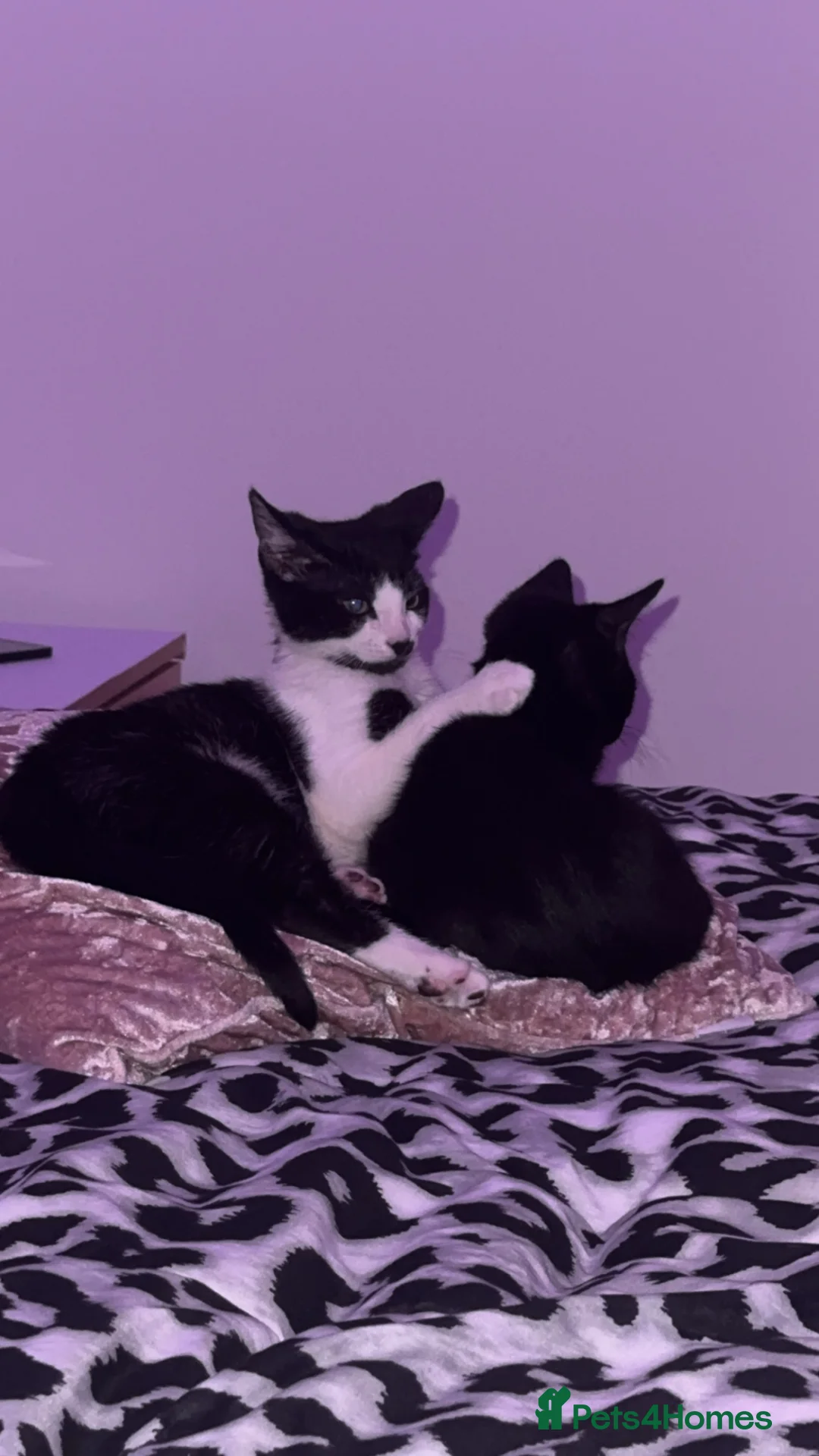 Mixed Breed cats for sale: 2 male kittens  in Edinburgh - Advert 1