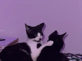 Mixed Breed cats 2 male kittens - Advert 1