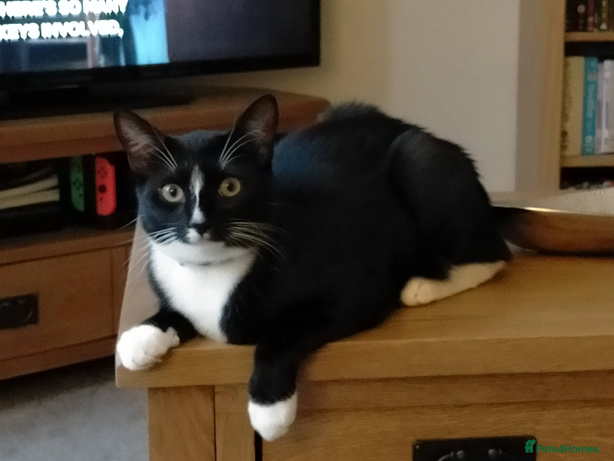 Mixed Breed cats for sale: Cleo - Black and White Cat - Advert 1