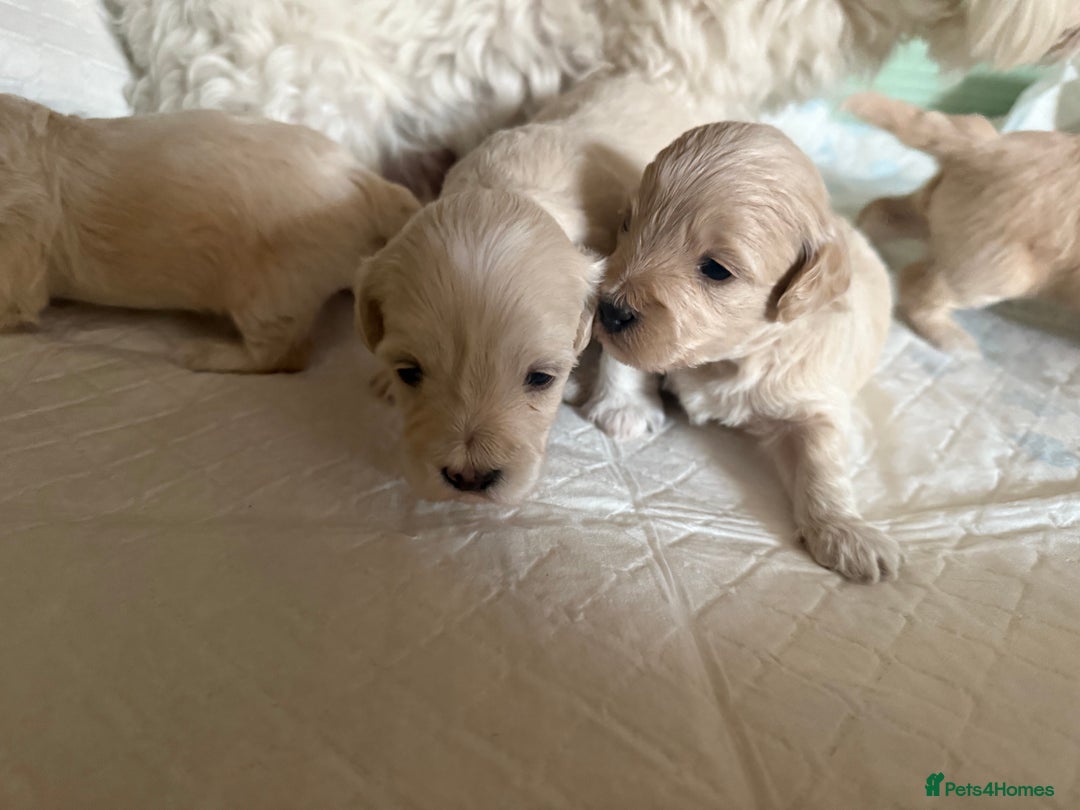 Maltipoo dogs for sale: Maltipoo puppies - Image 9