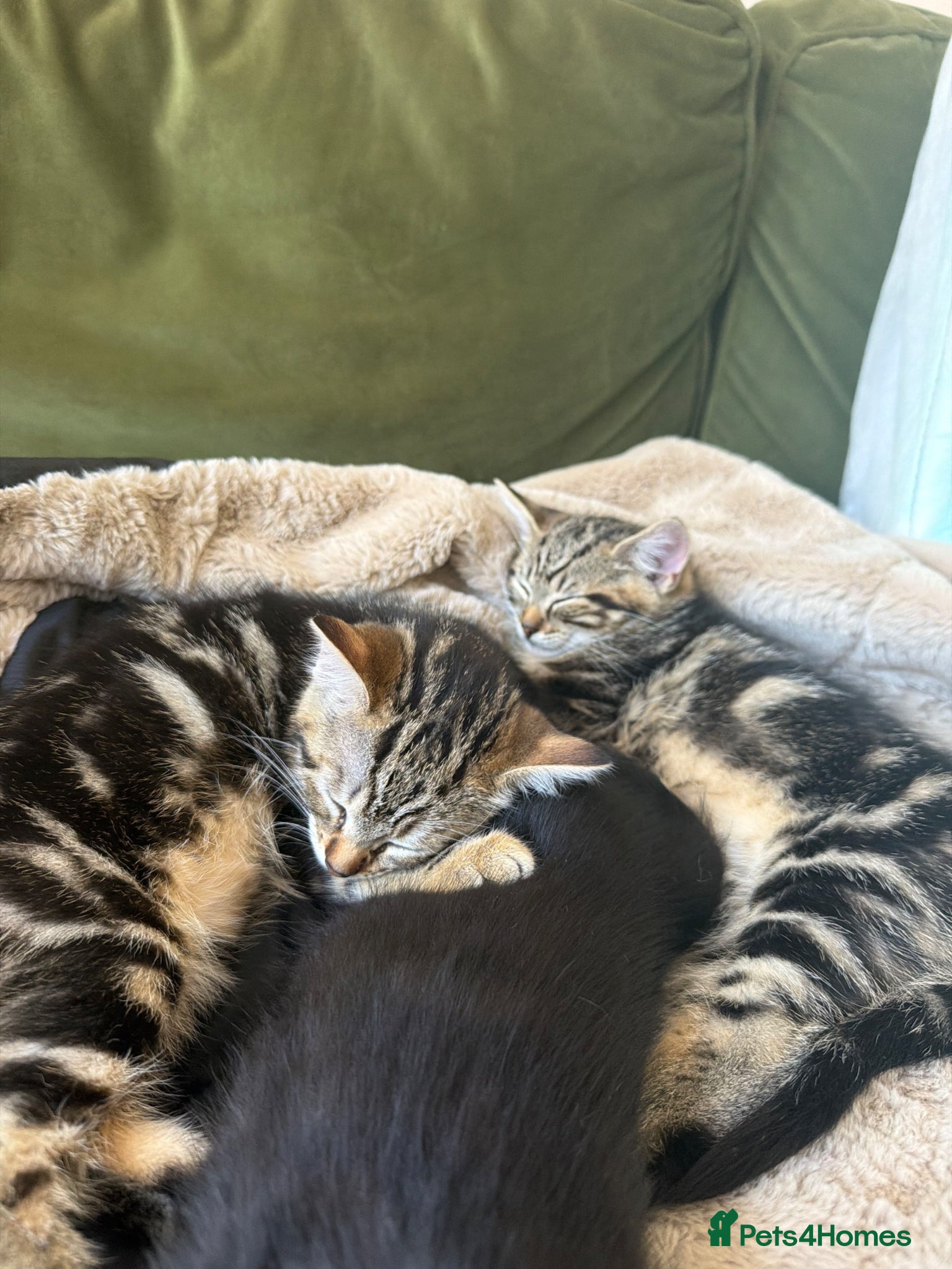Mixed Breed cats 2 Kittens ready now - Advert 6